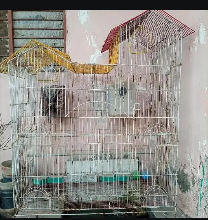Birds Cage — photo 3