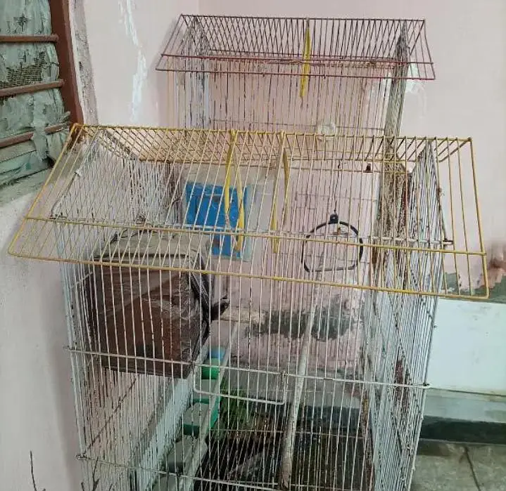 Birds Cage — photo 6