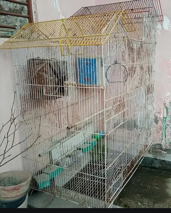 Birds Cage — photo 7