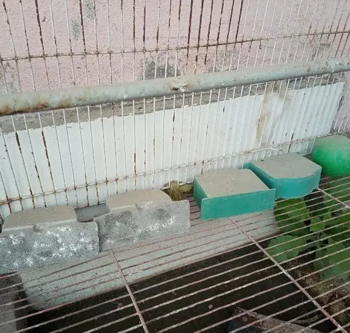 Birds Cage — photo 8