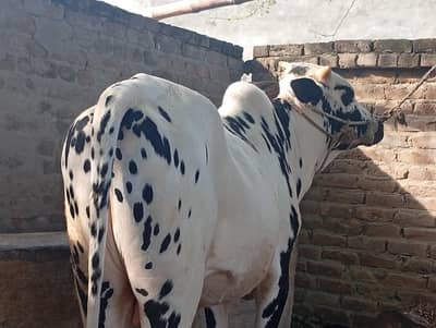Fateh jangi bull for sale. Bull for sale.