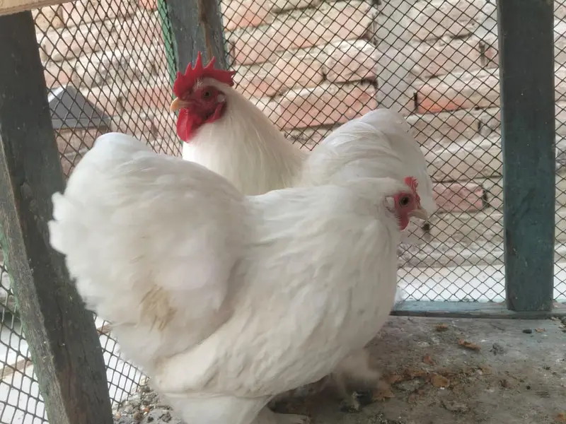 Pure breeder white bentam