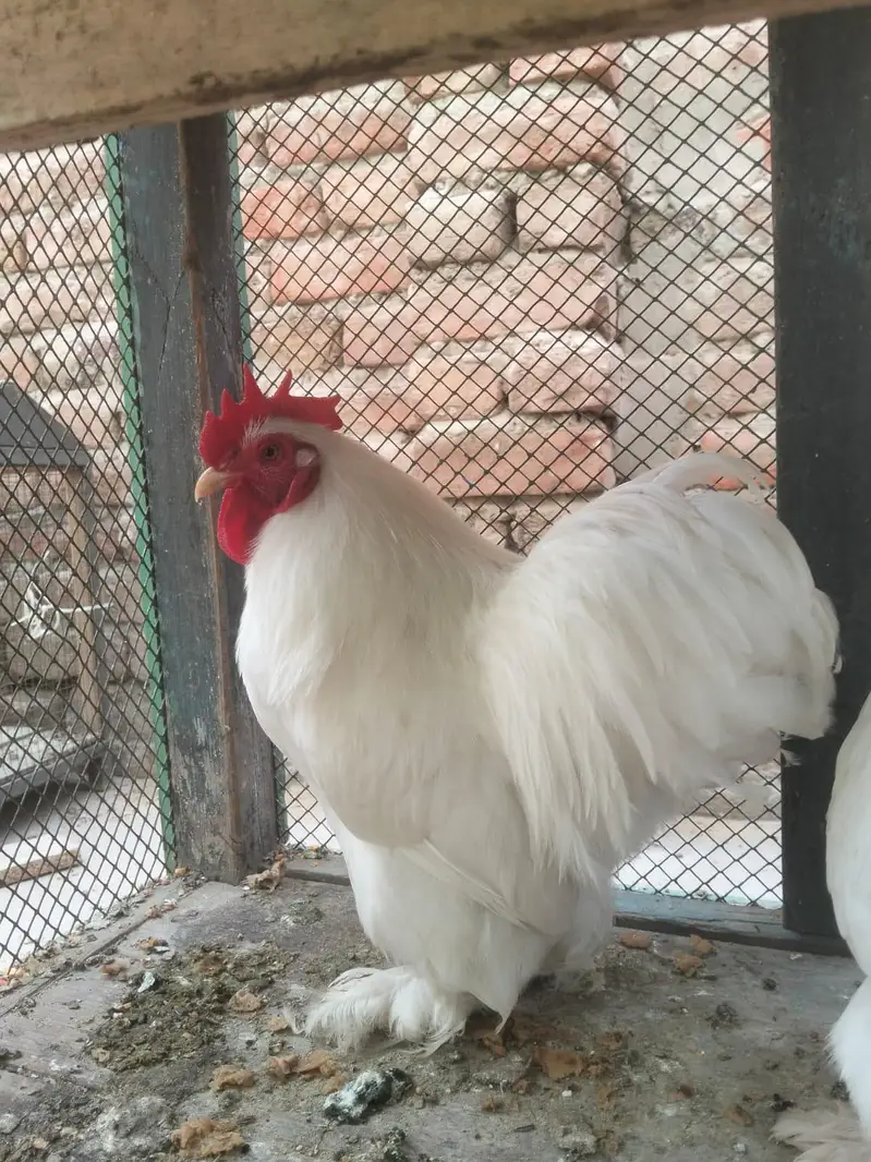 Pure breeder white bentam — photo 2
