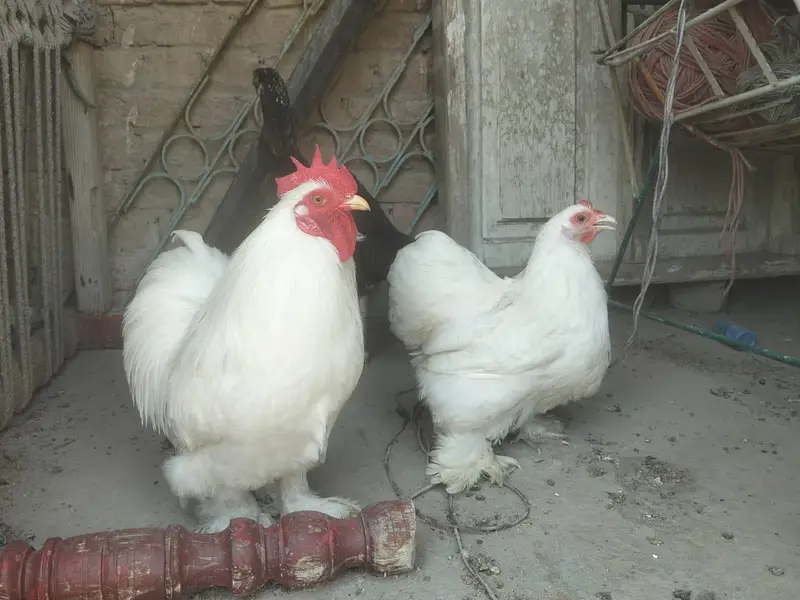 Pure breeder white bentam — photo 3