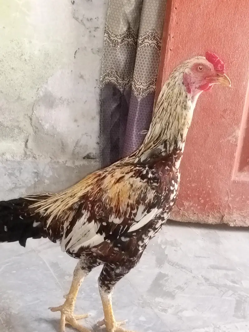 Aseel jawa cheena murgha best quality nok nali peeli