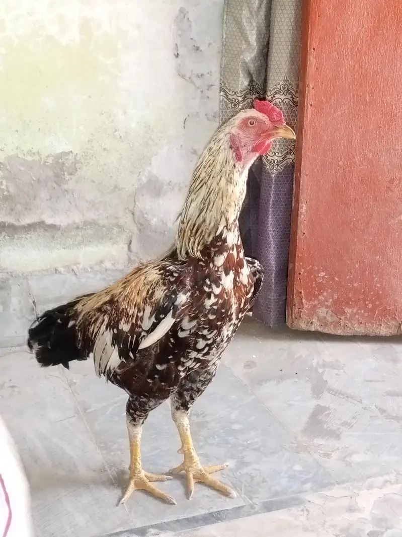 Aseel jawa cheena murgha best quality nok nali peeli — photo 2