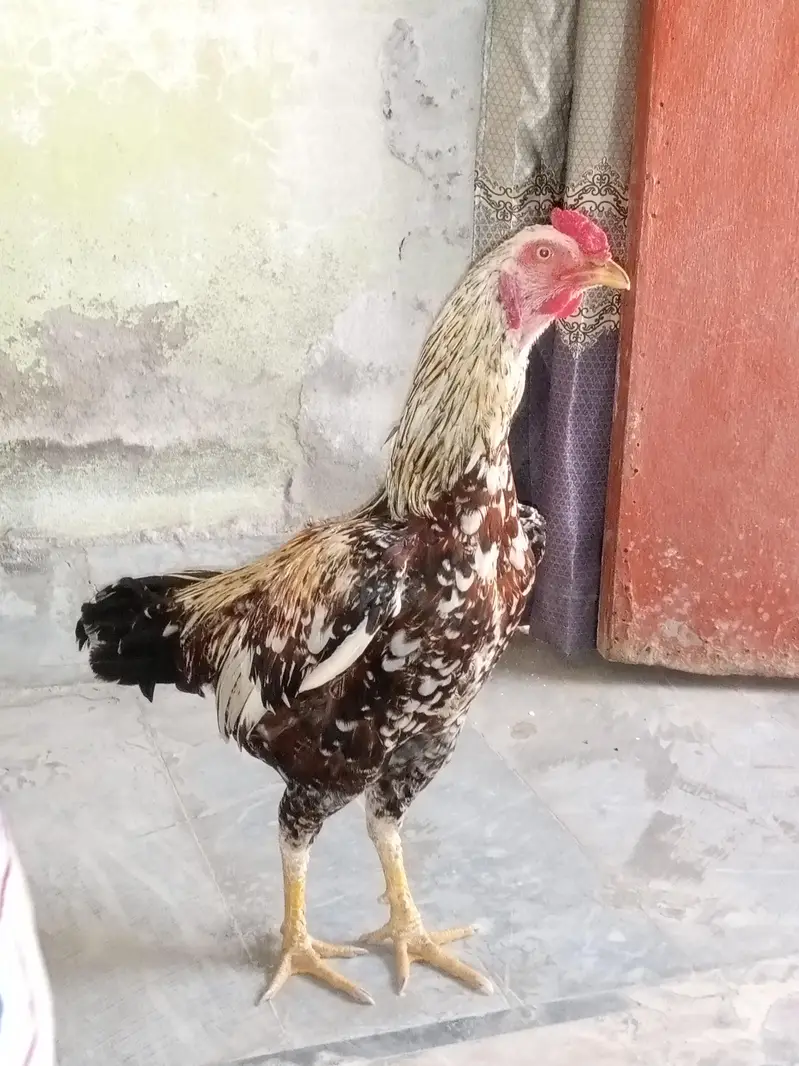 Aseel jawa cheena murgha best quality nok nali peeli — photo 3