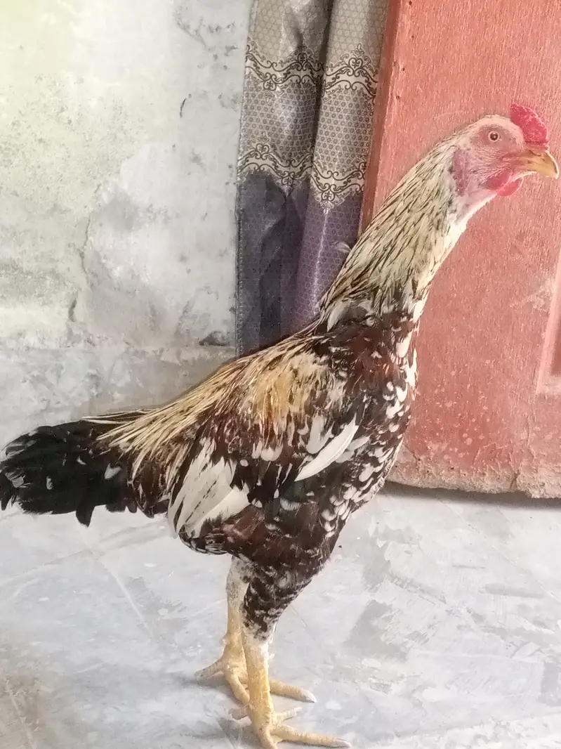 Aseel jawa cheena murgha best quality nok nali peeli — photo 5