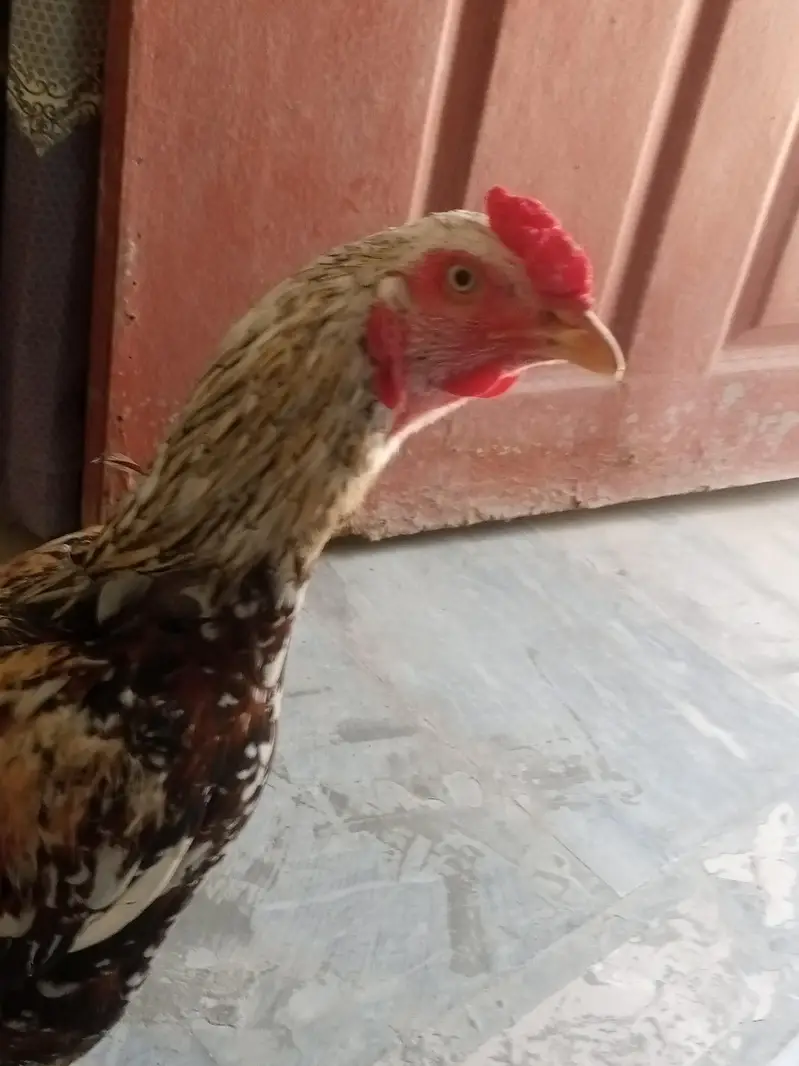 Aseel jawa cheena murgha best quality nok nali peeli — photo 6