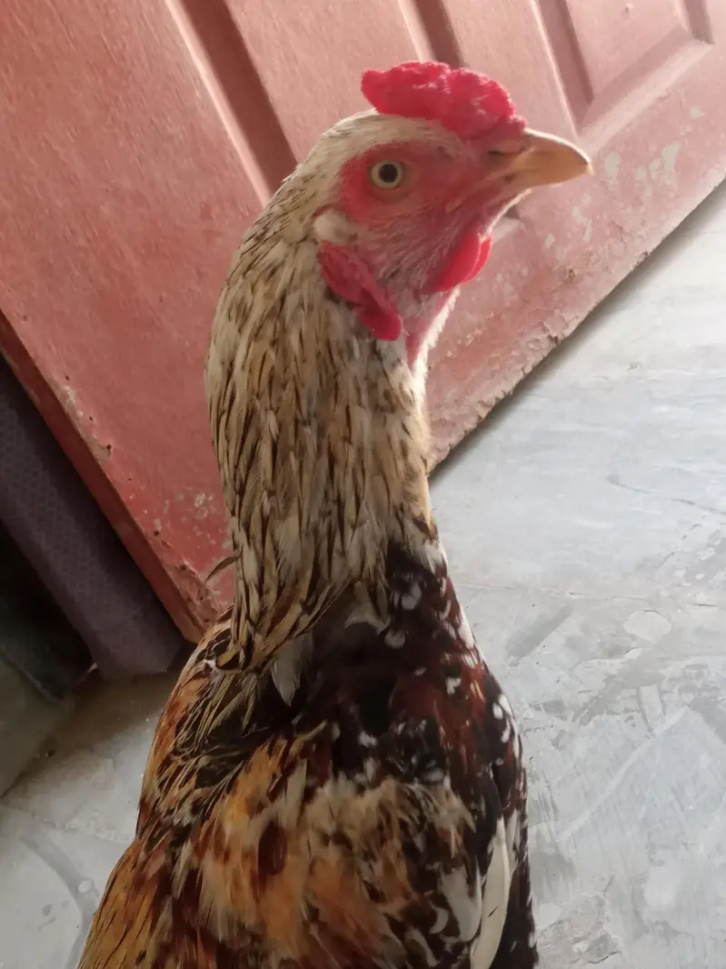 Aseel jawa cheena murgha best quality nok nali peeli — photo 7