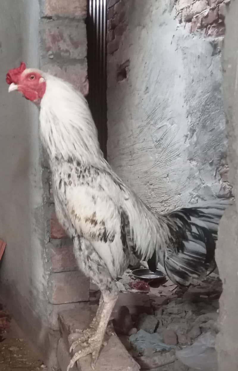murga 0