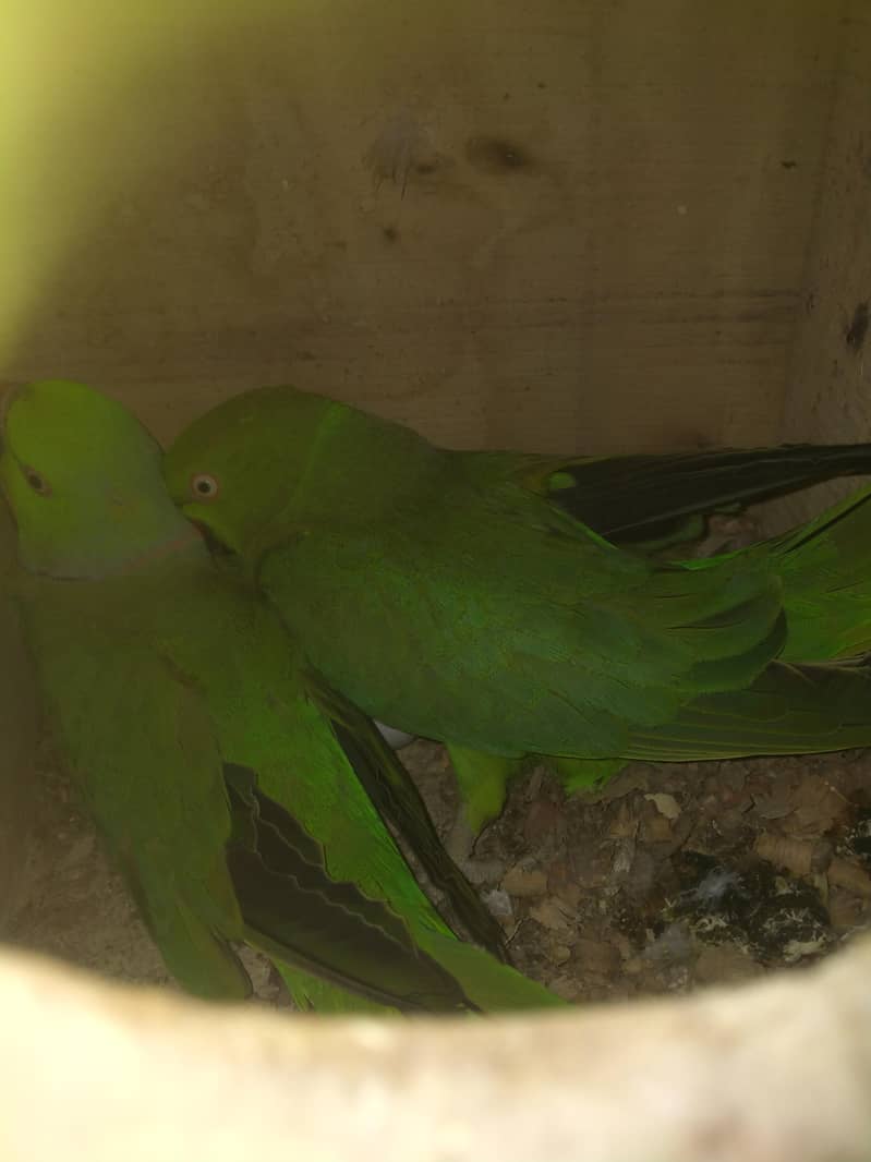 Breeder pair 0