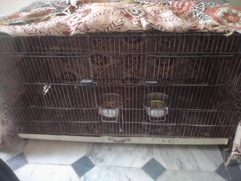 Breeder pair 1