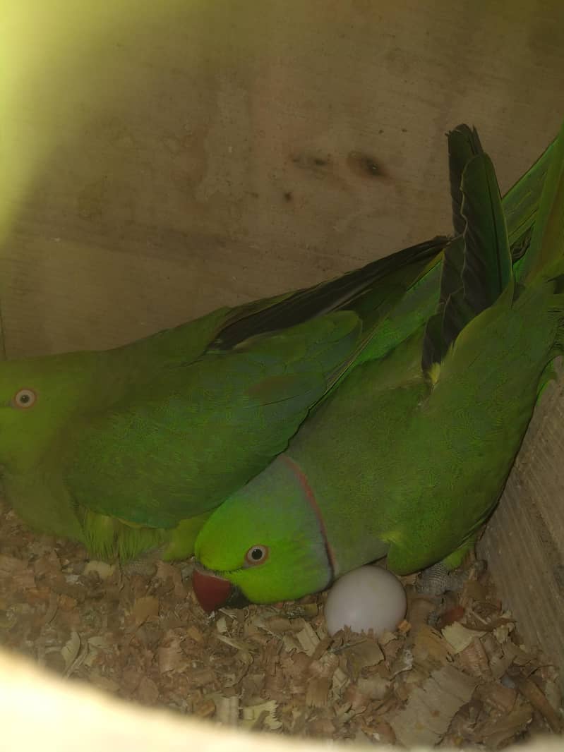 Breeder pair 2