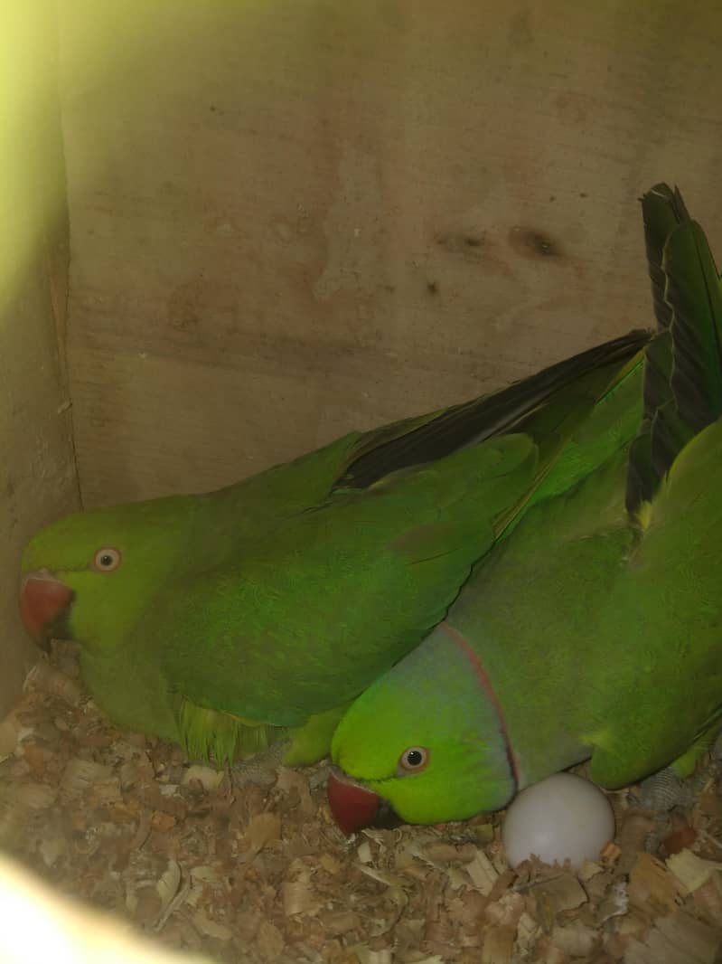 Breeder pair 3