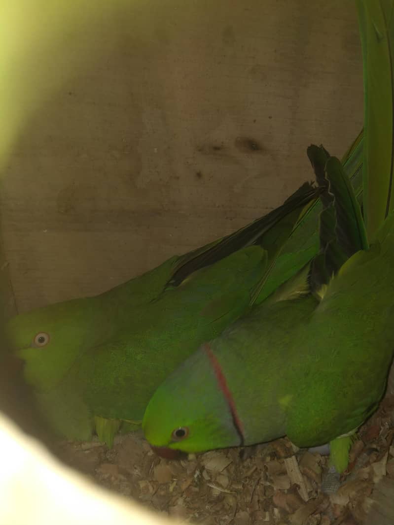 Breeder pair 4