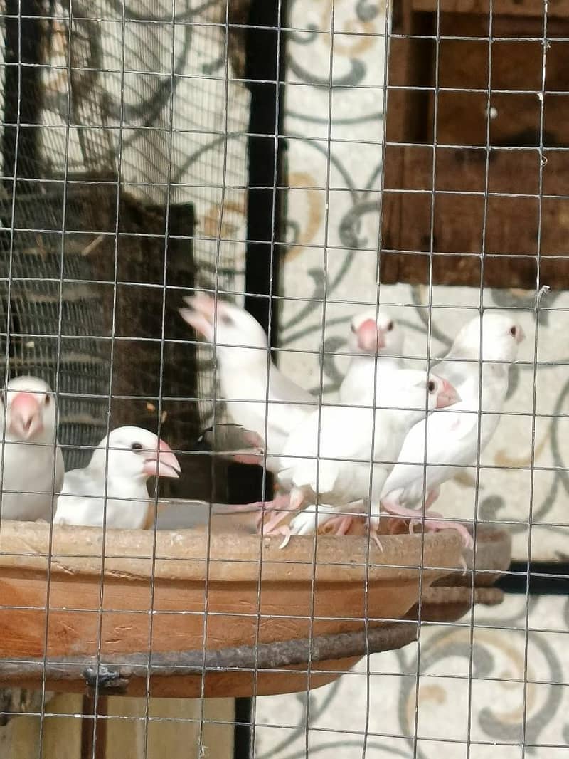 Java Finches 1