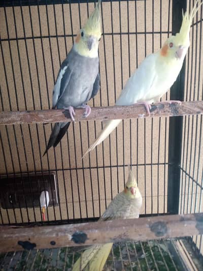 cocktail birds for sale