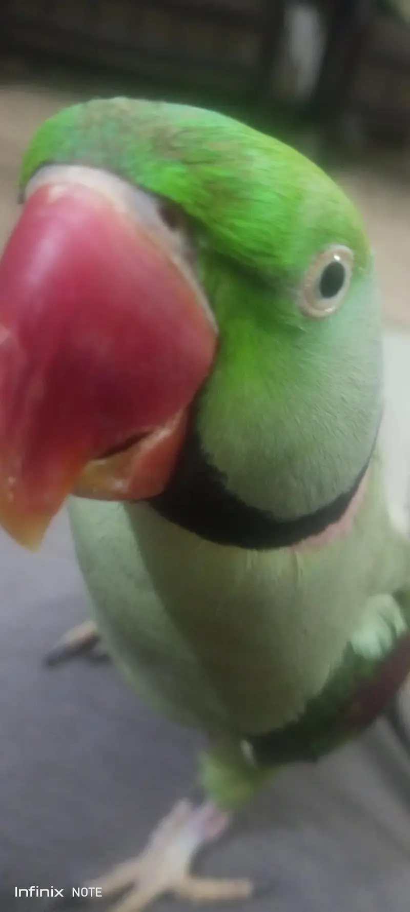 Raw Parrot, adult tame talking  bird — photo 2
