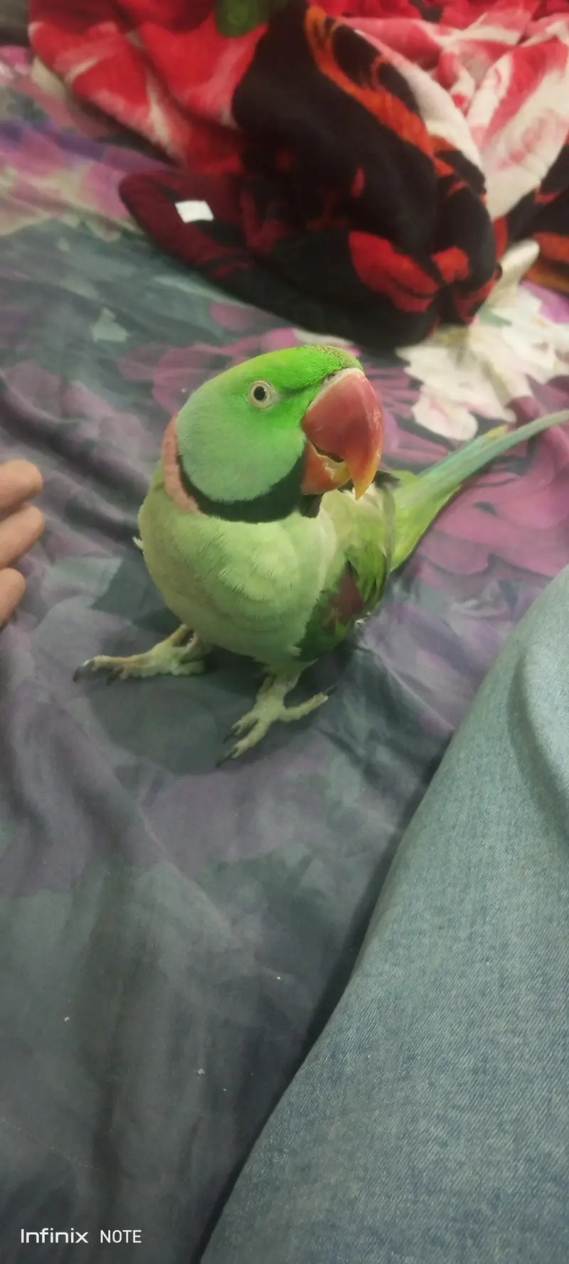 Raw Parrot, adult tame talking  bird