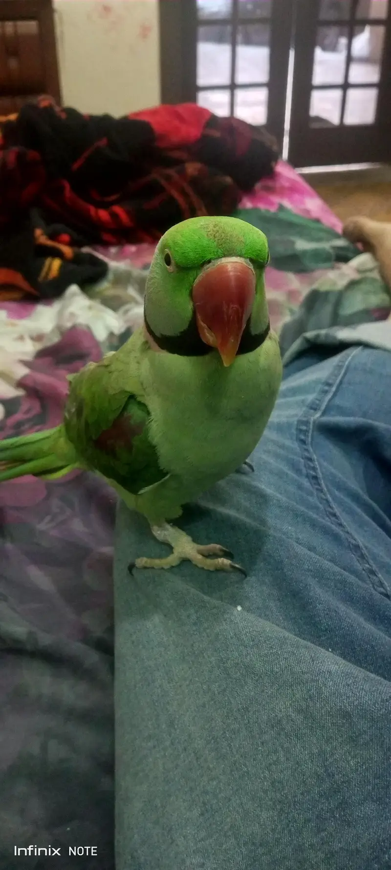 Raw Parrot, adult tame talking  bird — photo 7
