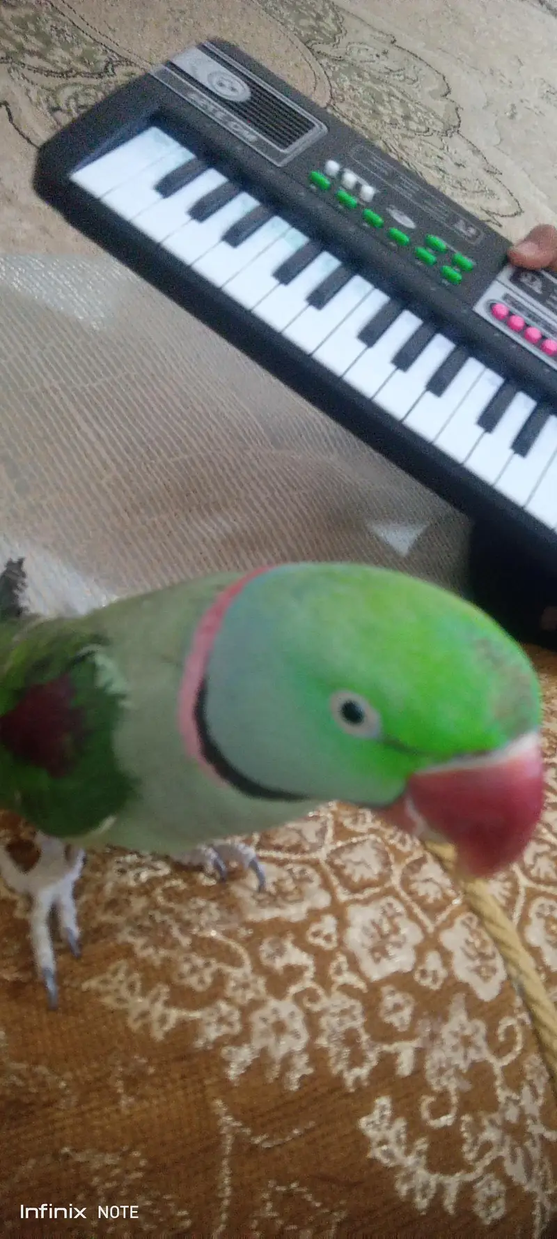 Raw Parrot, adult tame talking  bird — photo 8