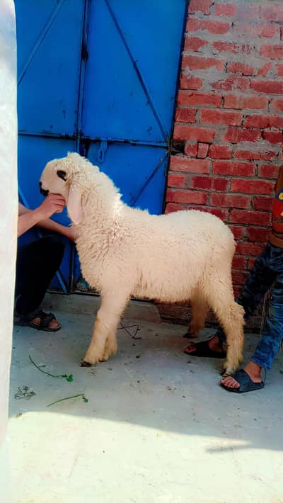 eid ki qubani k Liye 10 ma ka ha