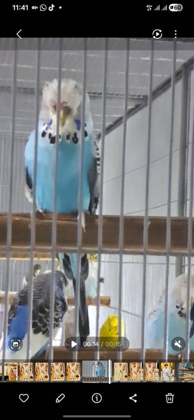 Exhibition Budgies for sale in lahore