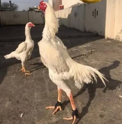 White King shamo trio