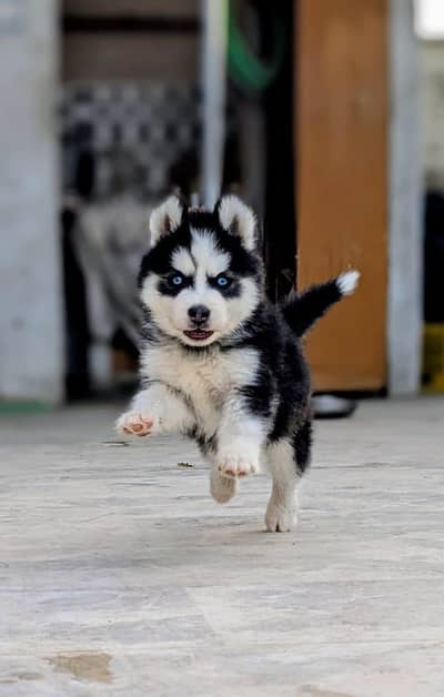 Imported Siberian husky puppies available for sale