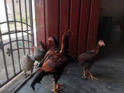 lakha aseel murgha