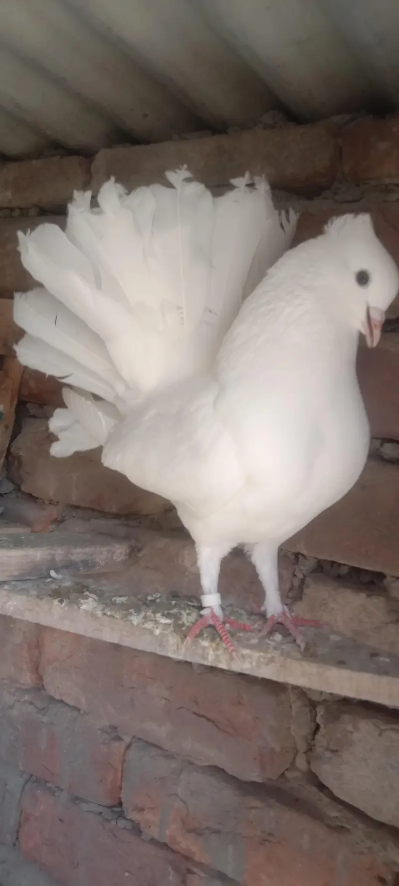 fantail or mix pigeons