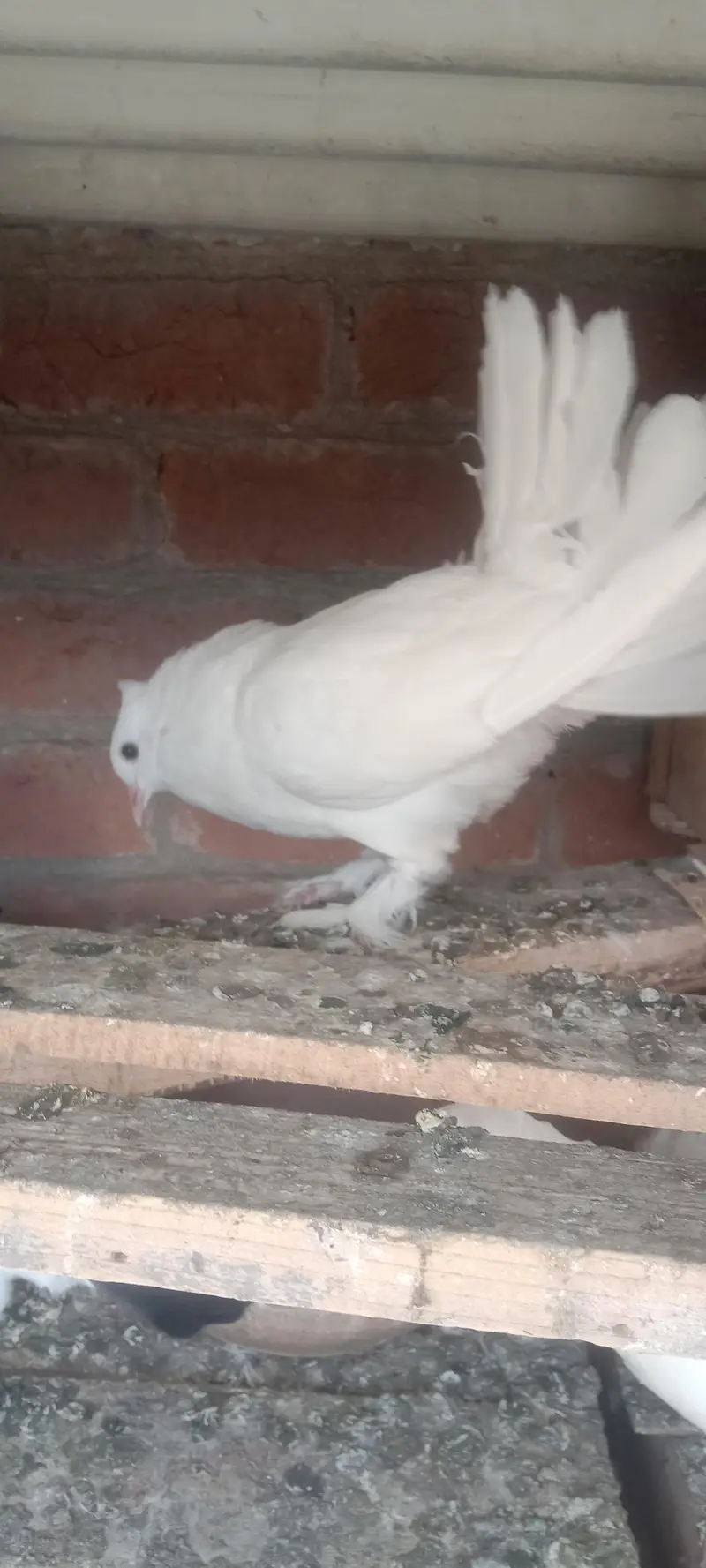 fantail or mix pigeons — photo 2