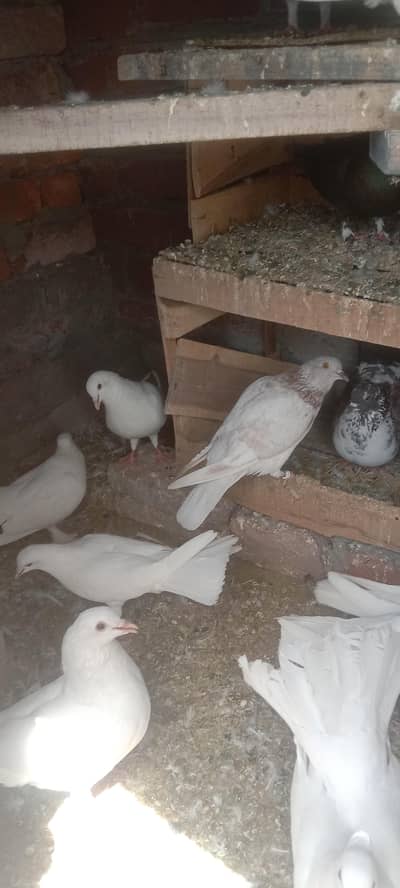 mix pigeons