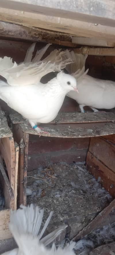 fantail or mix pigeons