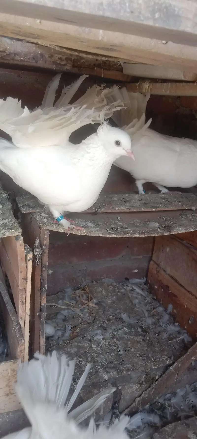 fantail or mix pigeons — photo 4