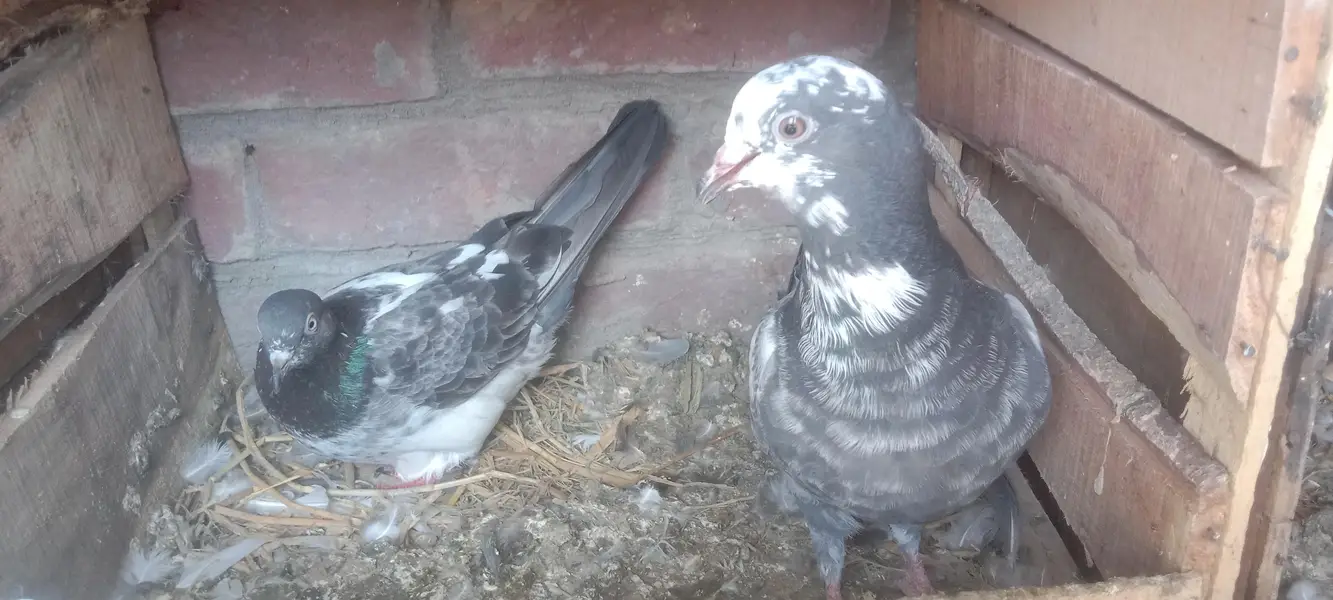fantail or mix pigeons — photo 5