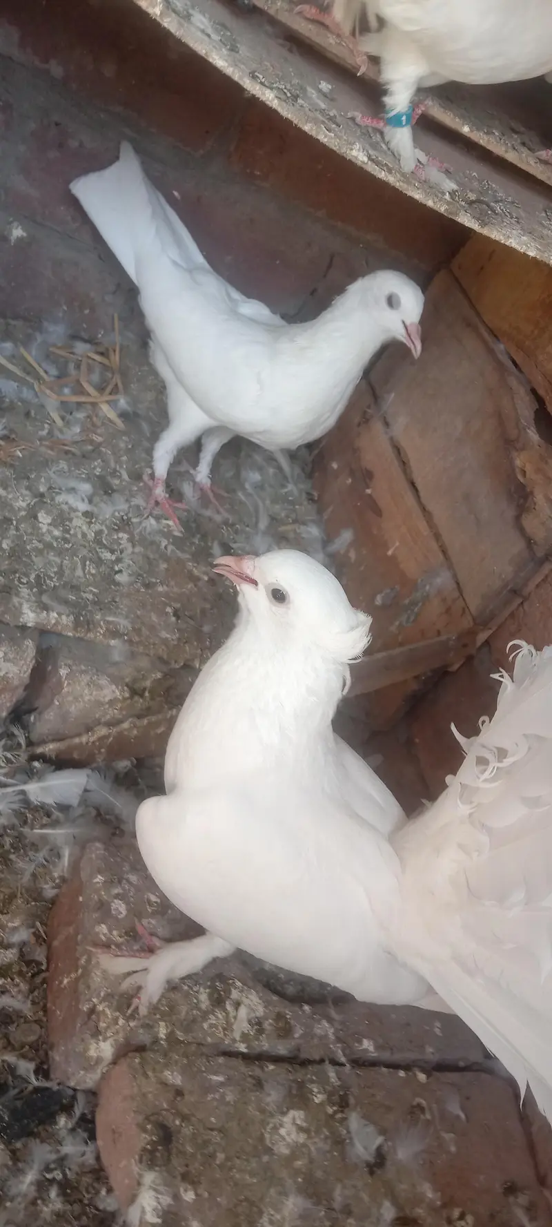 fantail or mix pigeons — photo 6