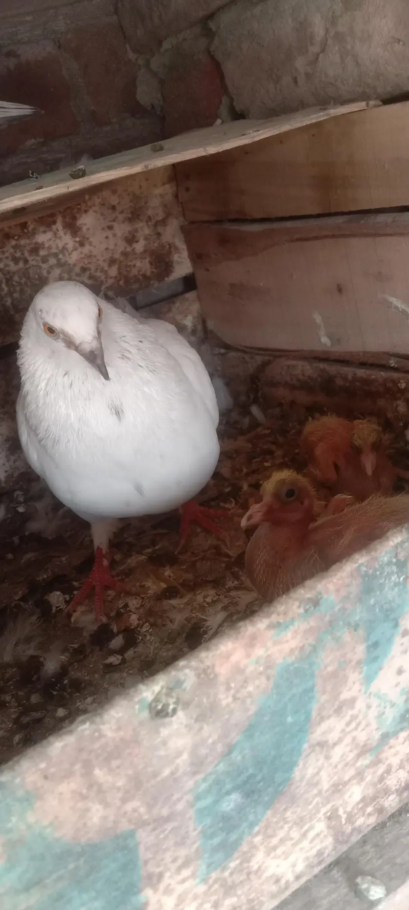 fantail or mix pigeons — photo 7