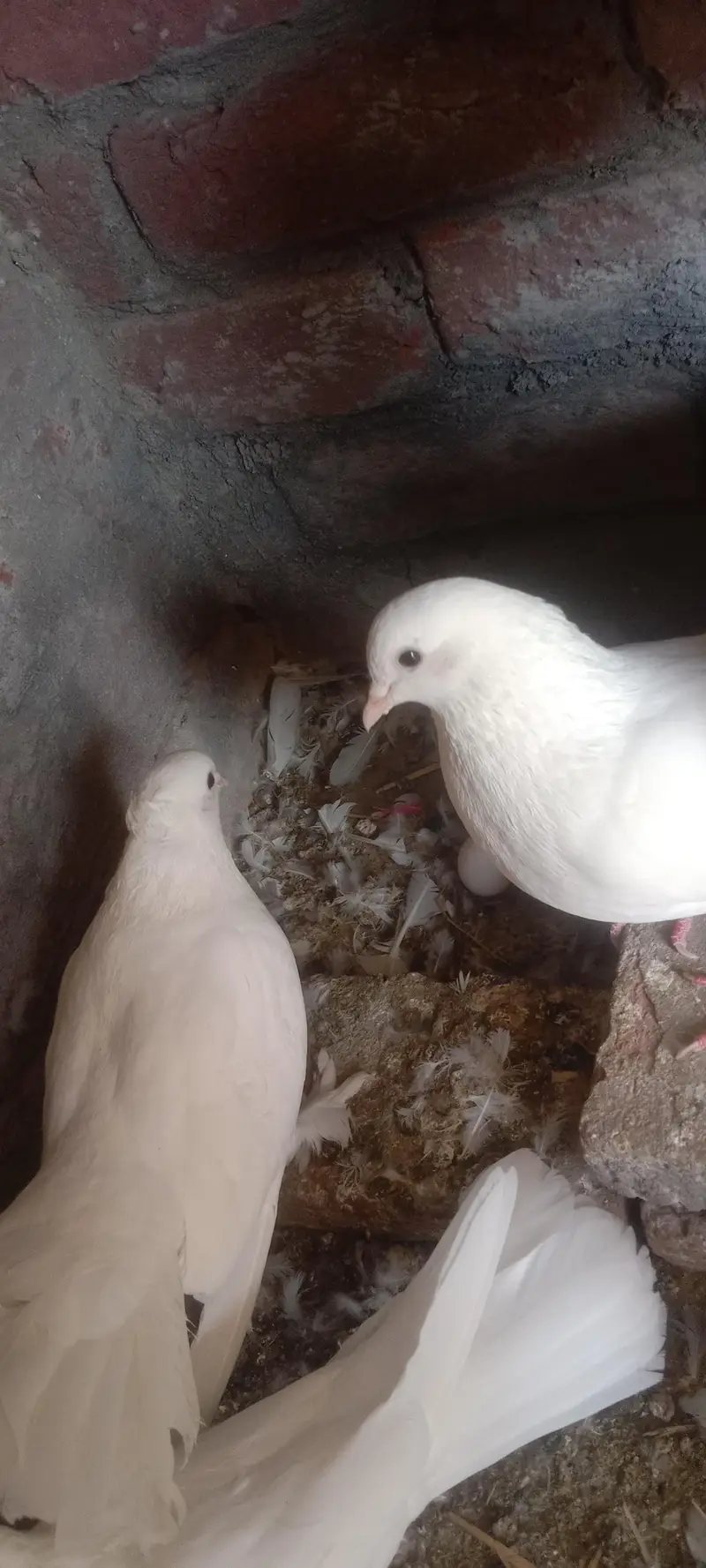 fantail or mix pigeons — photo 8