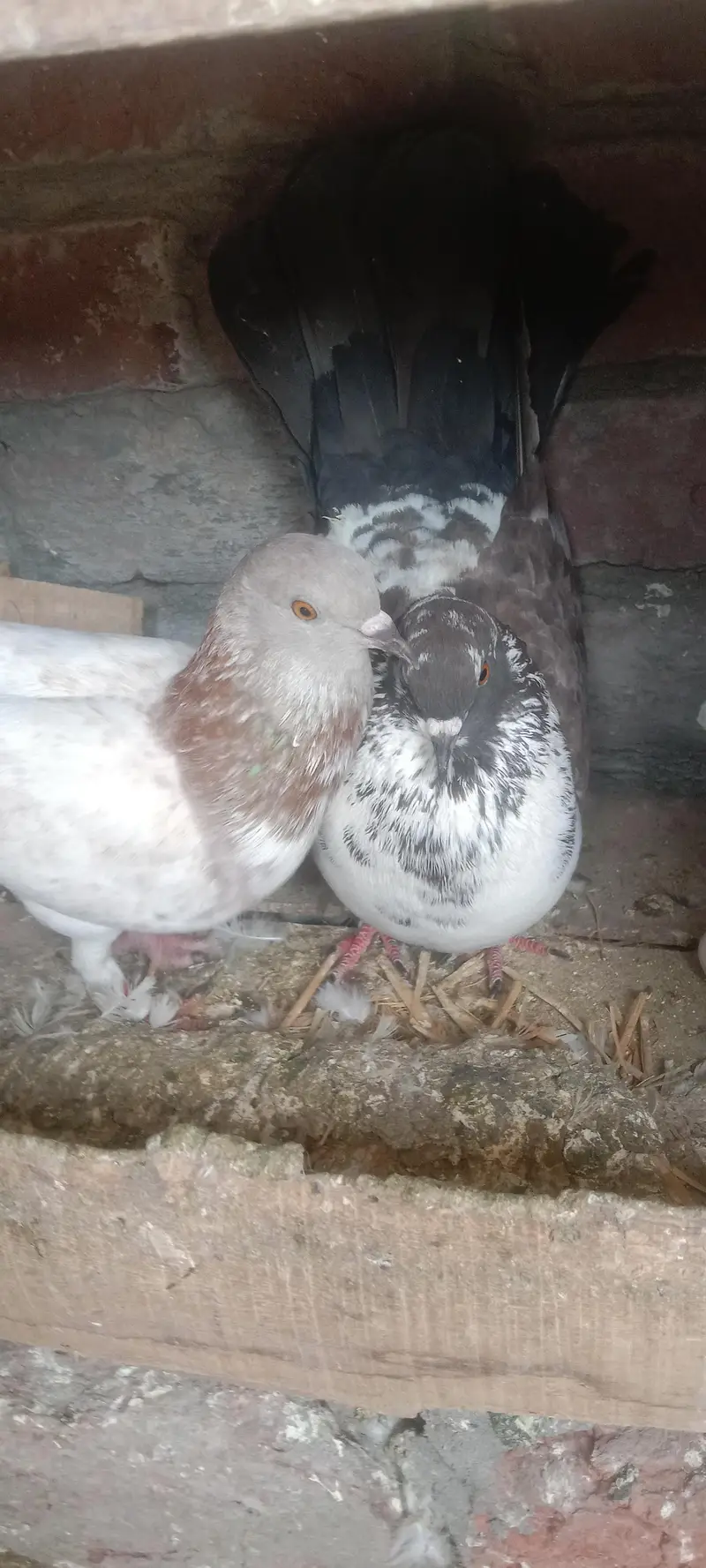 fantail or mix pigeons — photo 9