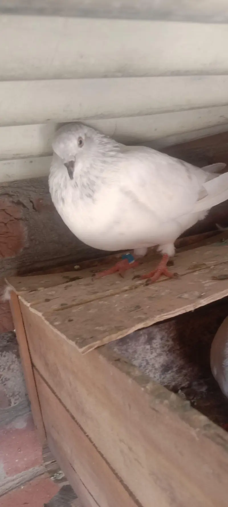 fantail or mix pigeons — photo 10