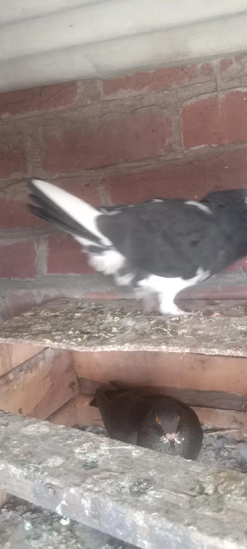 fantail or mix pigeons — photo 11