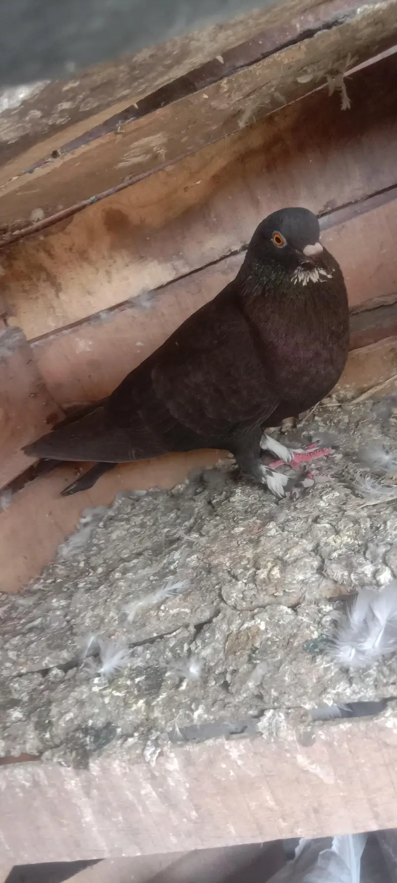 fantail or mix pigeons — photo 12