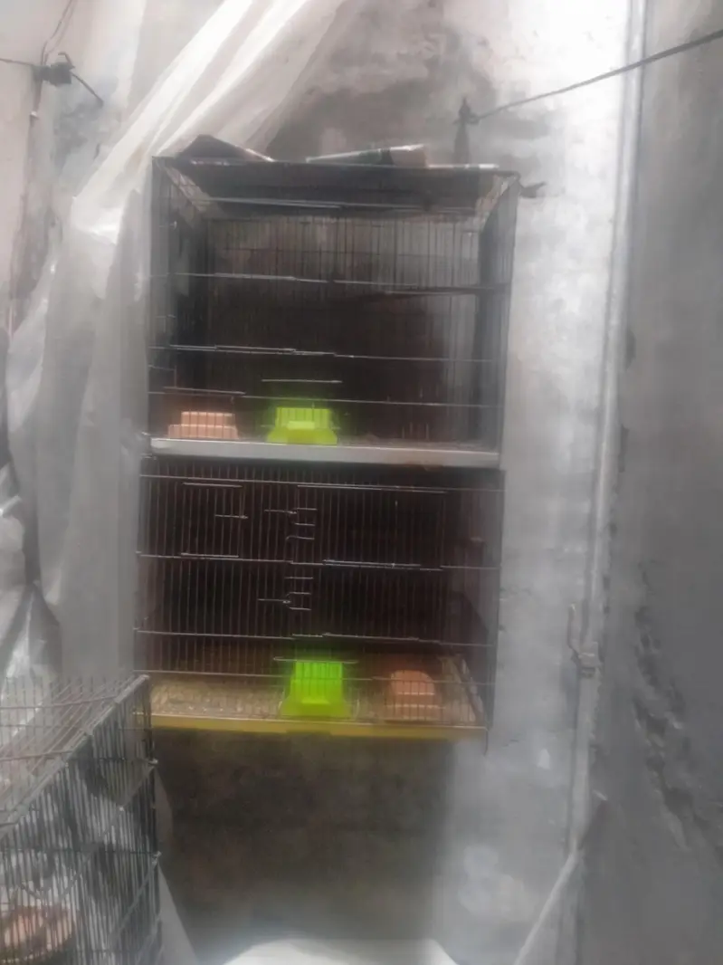 Breeding Cage  Decino parblue split ino for Sale in reasonable price — photo 9