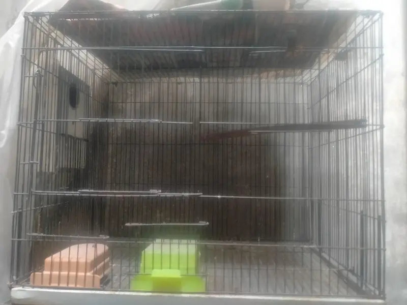 Breeding Cage  Decino parblue split ino for Sale in reasonable price — photo 10