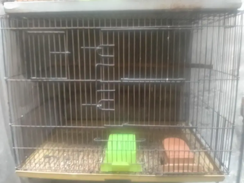 Breeding Cage  Decino parblue split ino for Sale in reasonable price — photo 11