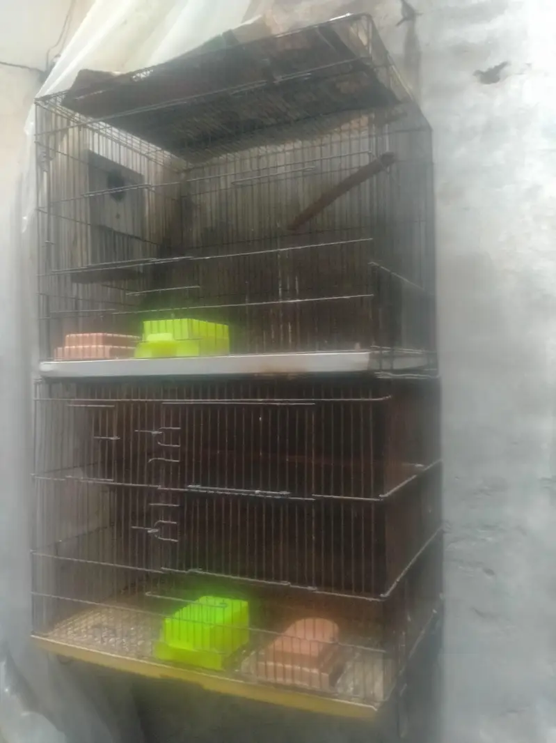 Breeding Cage  Decino parblue split ino for Sale in reasonable price — photo 12
