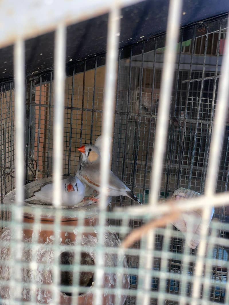 Finches 0