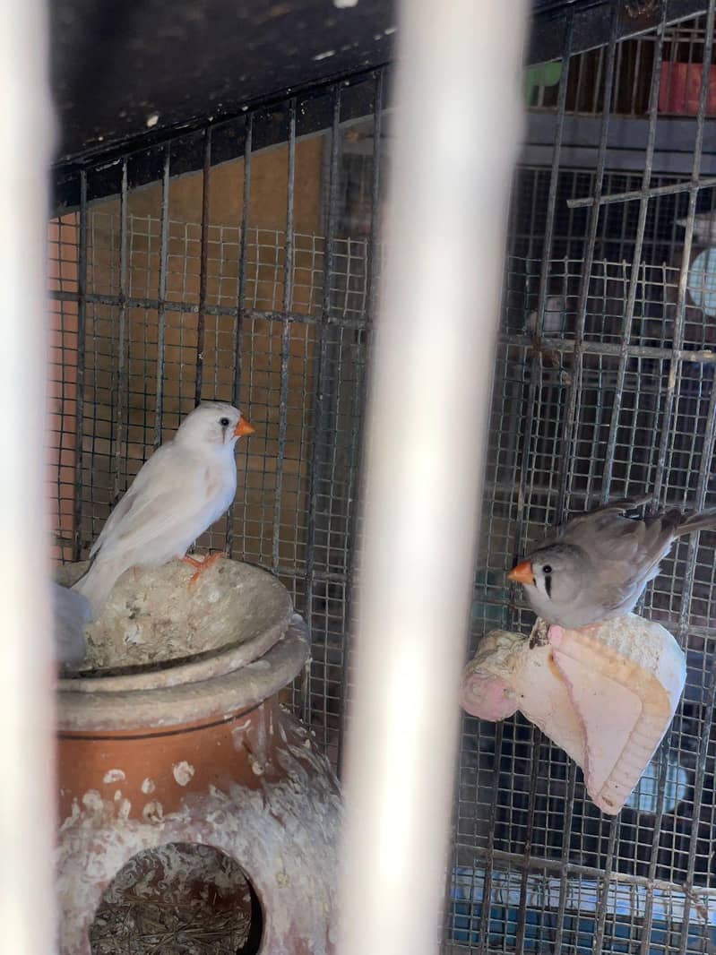 Finches 1